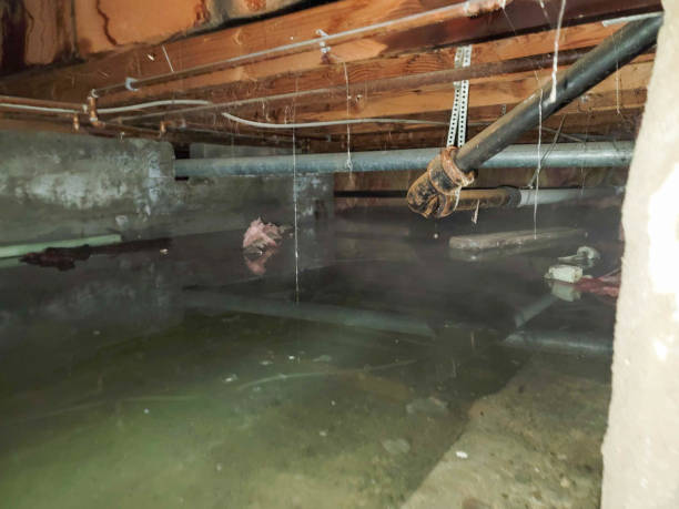 Best Water damage cleanup near me  in Alton, IA