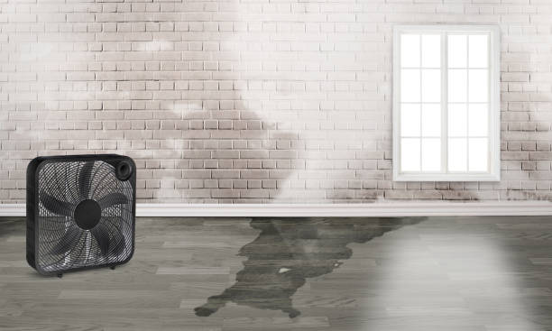 Best Carpet water damage restoration  in Alton, IA