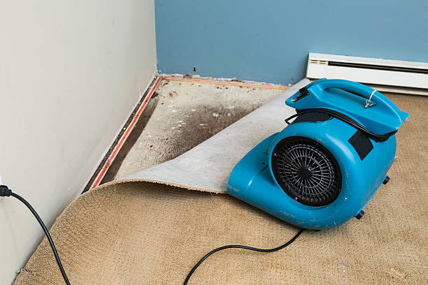 Best Ceiling water damage repair  in Alton, IA